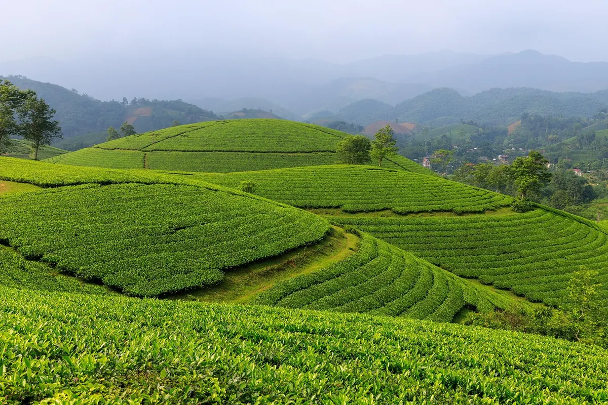 A Local Guide to Taiwan's High Mountain Oolong Regions